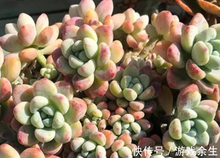 多肉莎莎女王,女雏和劳尔,好养殖易度夏,秋冬出状态粉嘟嘟的