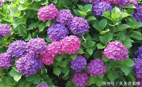 绣球花|有个小院子,养些紫色的花,待“紫气东来”,浪漫又高级