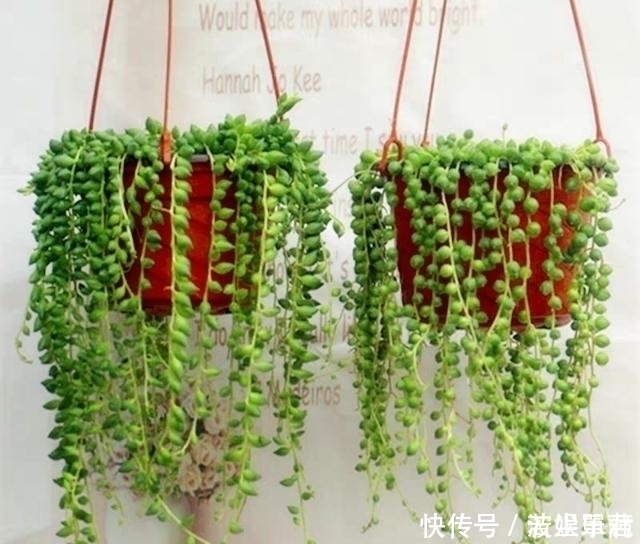 叶子|10款能吊起来养的多肉,一个比一个美,还不占地方