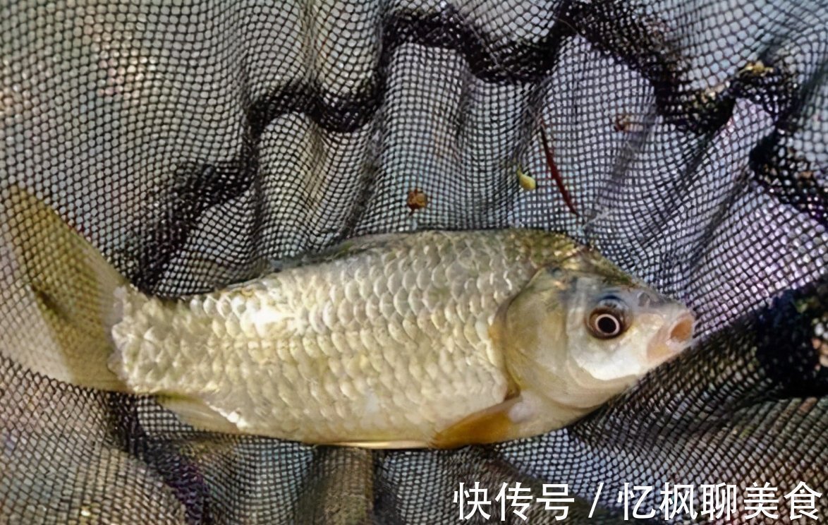 玉米粉|野钓鲫鱼用什么料打窝好?快来看看让你渔获满满