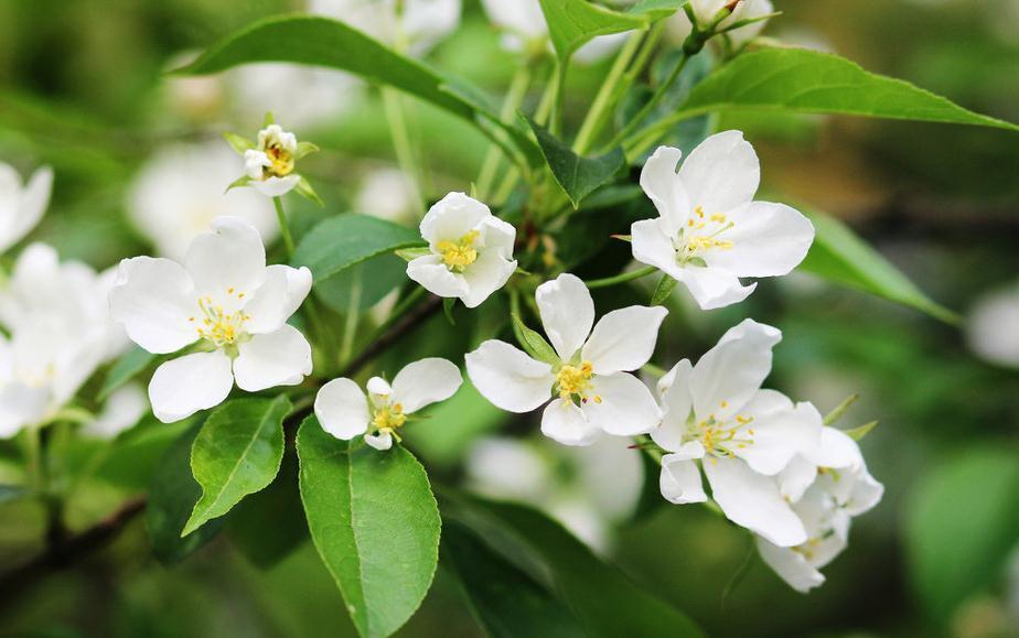 植株|养殖茉莉盆栽，最怕这3点，一不小心就枯萎，现在学习来得及