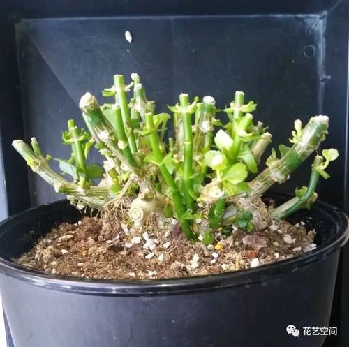  长出更多|冬季是长寿花花期，做好3步很关键，一次长30个花枝，花色更艳