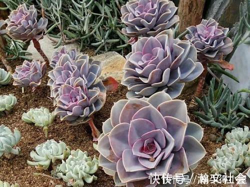 根系|多肉出现5个症状，说明根系出问题，需及时换盆！