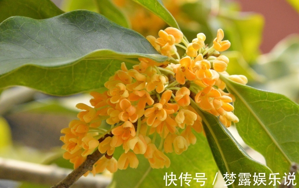 此花是我国的名花，以香气所闻名，金黄色的花朵十分美丽