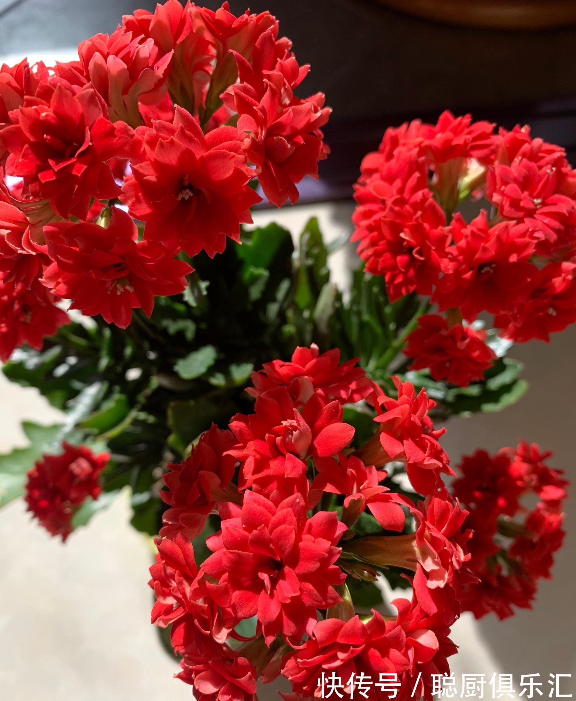 阳台养花,养棵红宝石吧,漂亮又喜庆,三季花开,冬天也灿烂