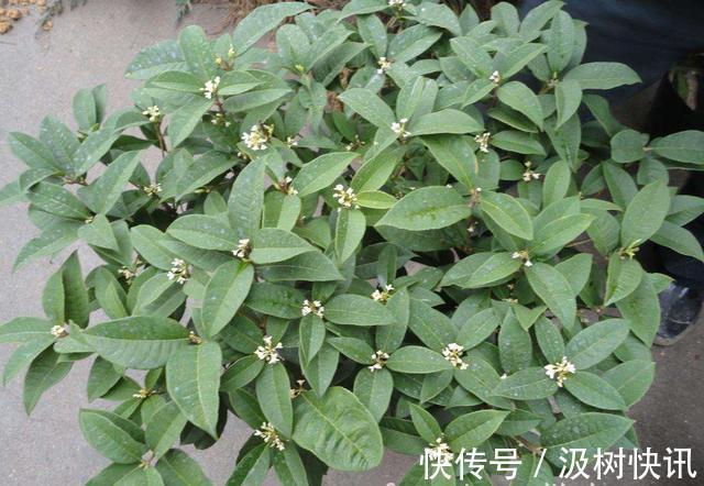 桂花不开花是什么原因 往土壤中添点这个桂花越开越好