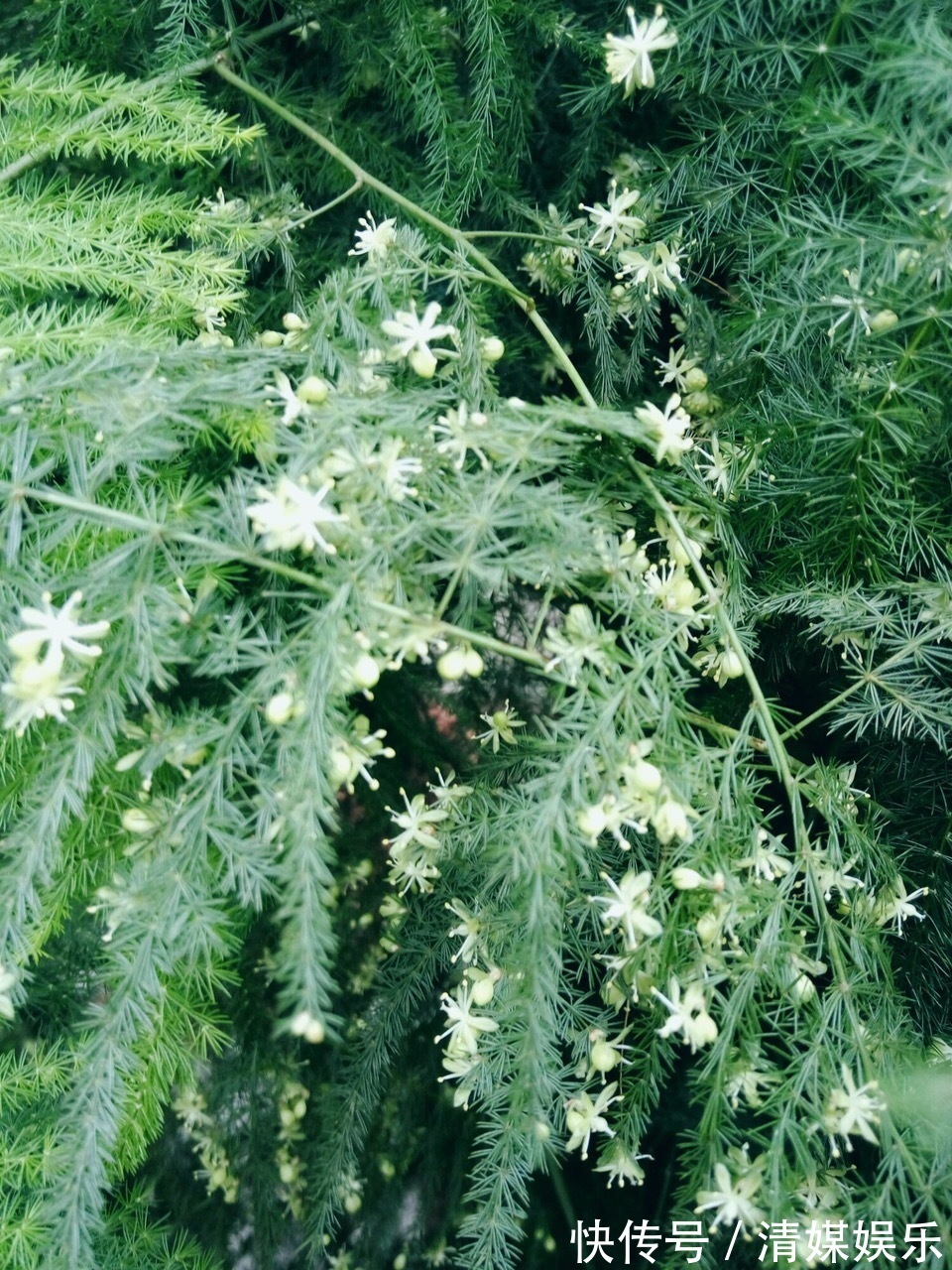 张大爷|张大爷家文竹养6年，长到1米5，变成粗壮、翠绿盆栽，年年开花