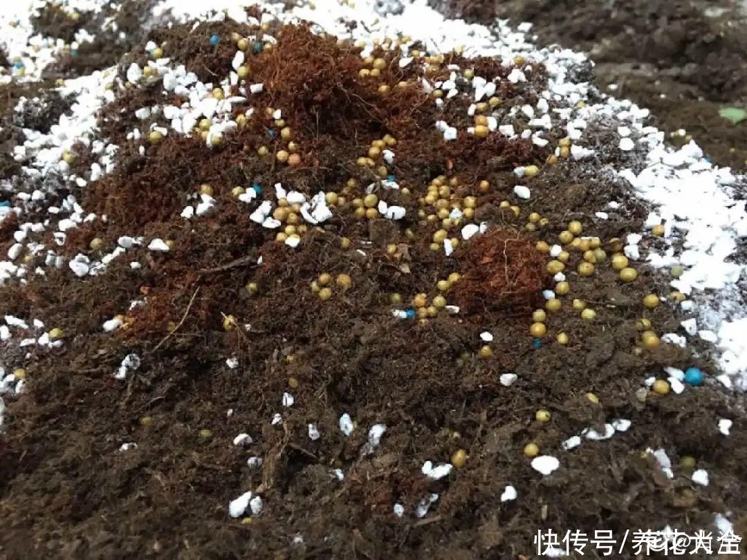 花出现7种情况，必须换盆，否则花活不过春天