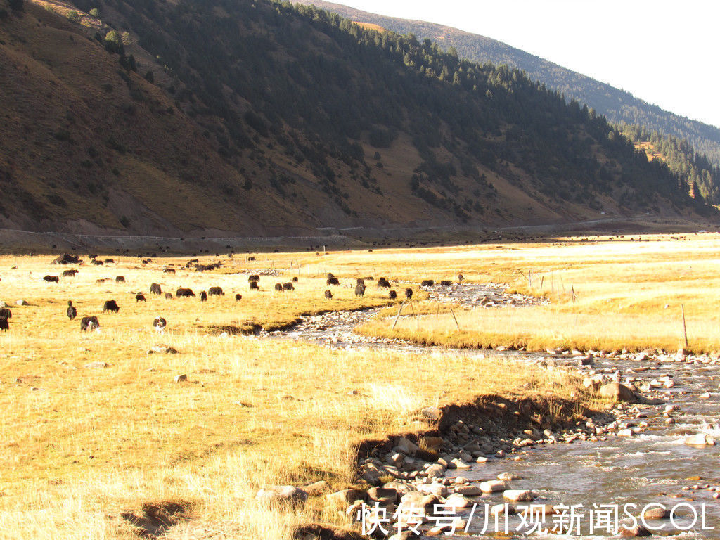 秋色|高清大图｜金色山野草甸 新龙秋色宛若油画