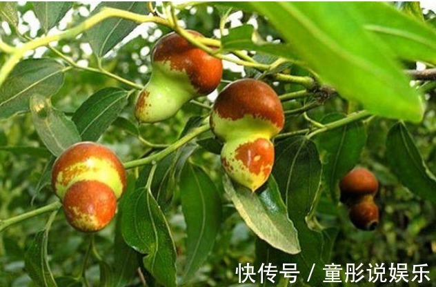 中老年人|立秋后,不妨多食这种补血果!每天食几颗,补血养血,气色更红润