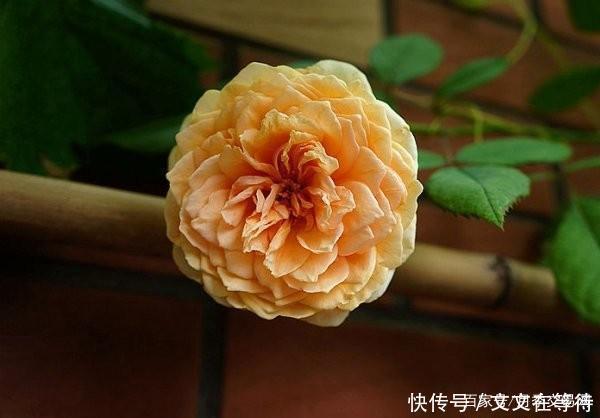 30种经典月季大合集,好看还养眼,看看你喜欢哪个