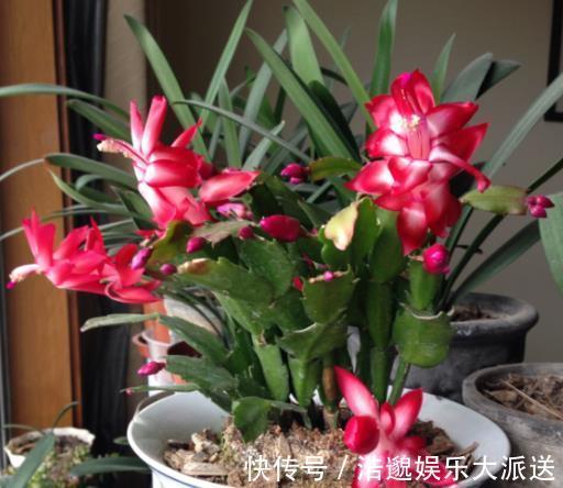 什么果皮水、淘米水都不如“1勺它”，养花没异味，养分充足！