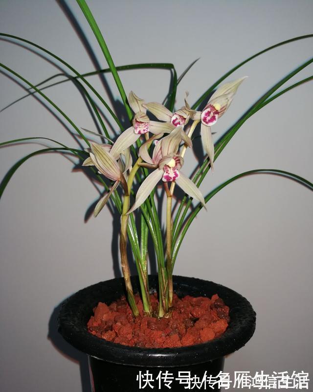 翡翠兰|知道兰花有多少个兰花一共有7个种类,知道你养的那种吗