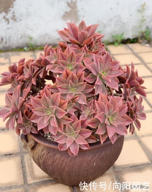 多肉|最好养的景天科多肉，种到土里不用管，毛细根蹭蹭扎到土里