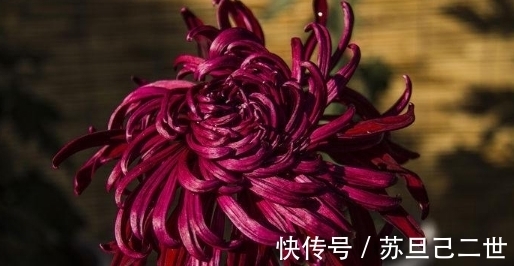 墨菊|养菊不如养一盆“墨菊”，花色如墨，华丽不失娇媚，适合盆栽养殖