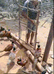 |搞笑GIF:看有些表演,需要做好安全防范