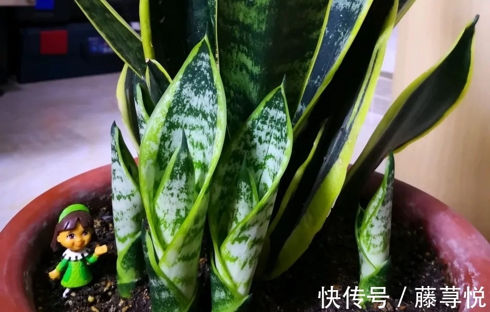 侧芽|冬天虎皮兰,正在“虚弱期”,注意3个要点,小芽一个接一个