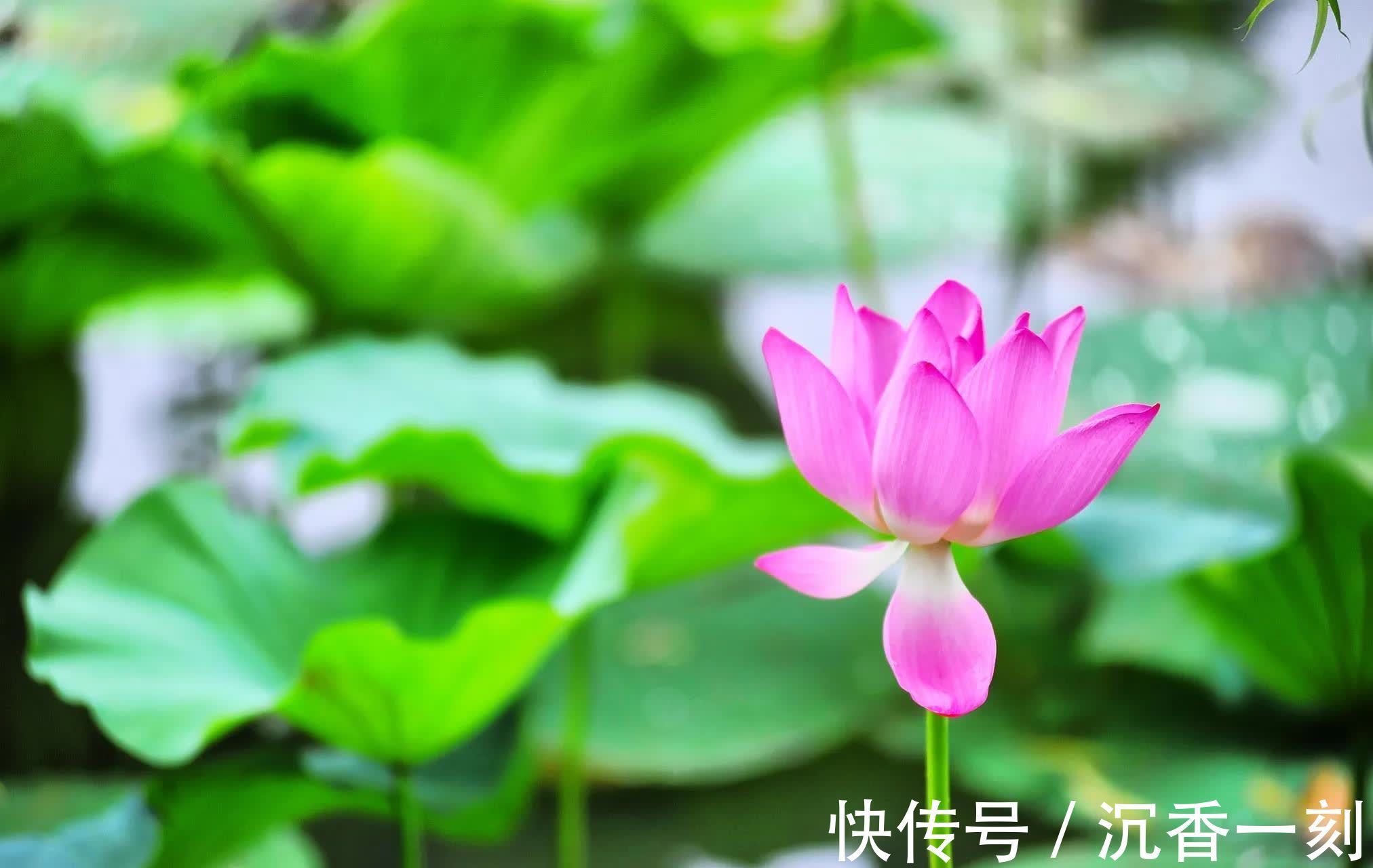 茉莉花|10种代表夏天的植物，我觉得是这些，你认为呢？