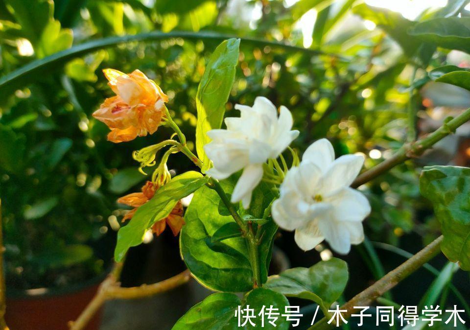发黄|茉莉花的叶片发黄,给花盆里埋铁钉子,你交了多少“智商税”?