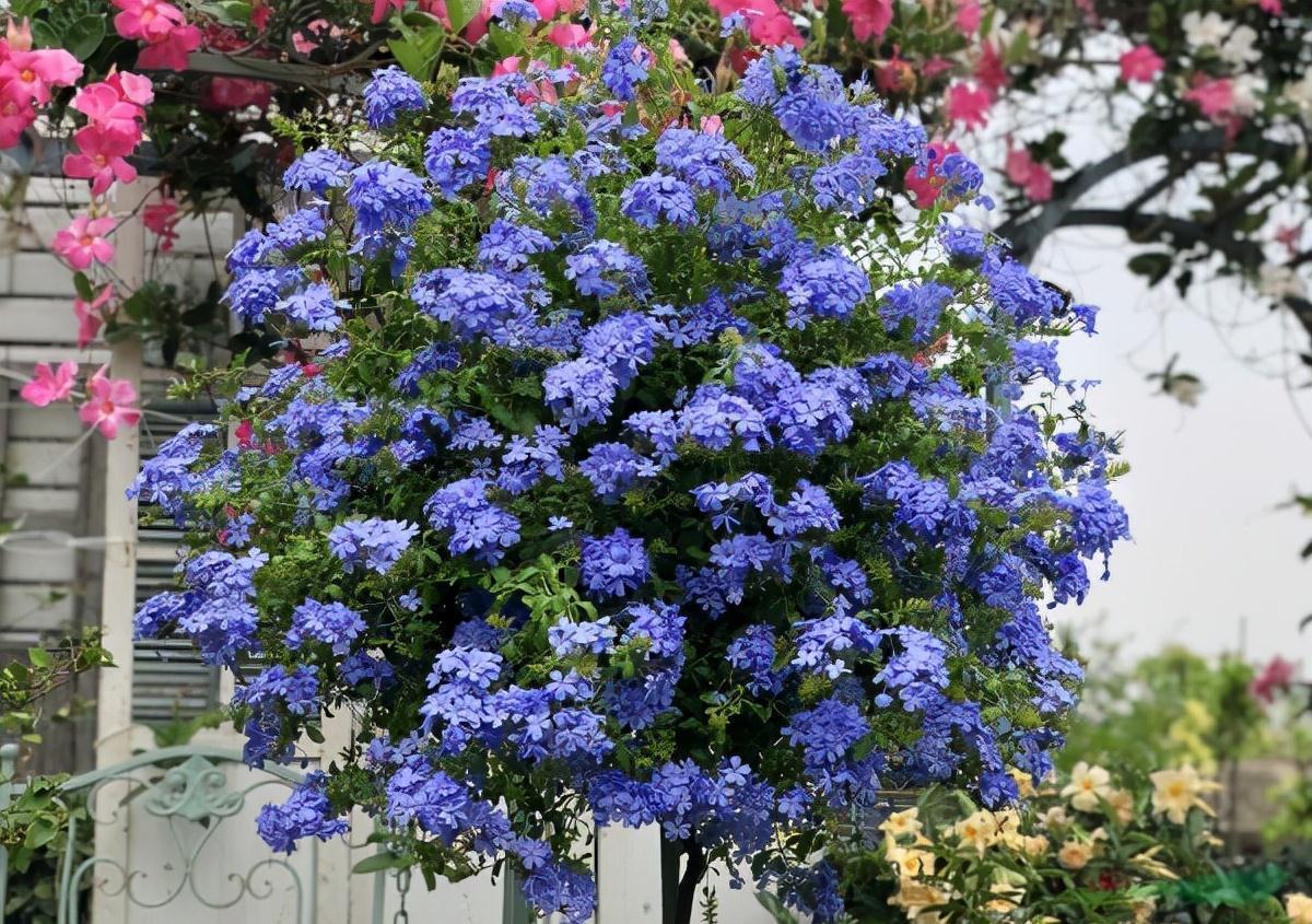 花量|可养成“棒棒糖”的三种花，花期长花朵多造型美，养眼大气不平庸