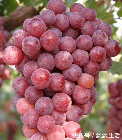 含糖量|忠告高血压患者，尽量别碰3种水果，可能血压会越来越高