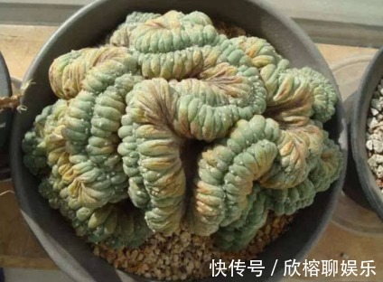 老妈养在家的盆栽,长大后变样,乐坏了