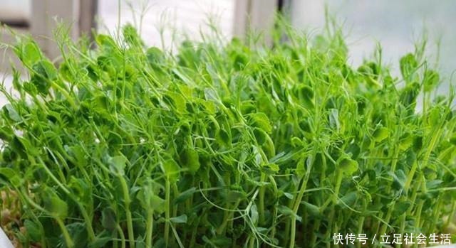 家里种几盆懒人菜,沾土就冒芽,新鲜又好吃,天天轮流摘!