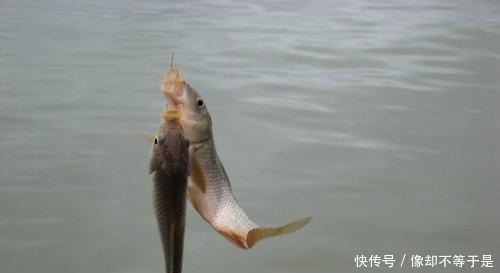 用大蒜和药酒就可以做出来的爆护饵料,到哪里钓鱼都不会空军!