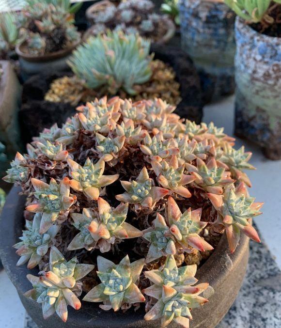 花盆|多肉仙女杯,最大的问题就是不发根,晾上20天,发根速度超快