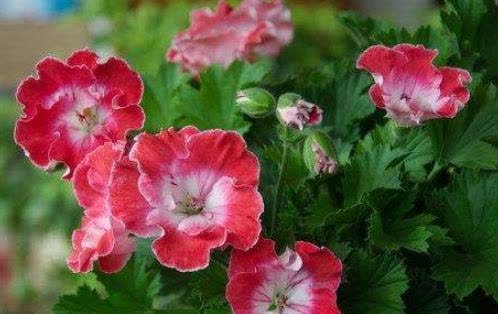 5种漂亮花,掐根枝条就能插活,方法真简单,新手也会养!