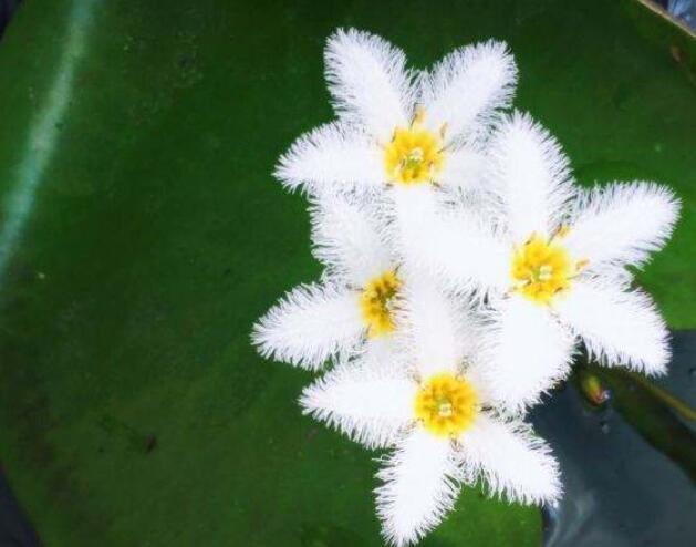 可以水养的4种花卉盆栽,省时省力,夏季养起来!