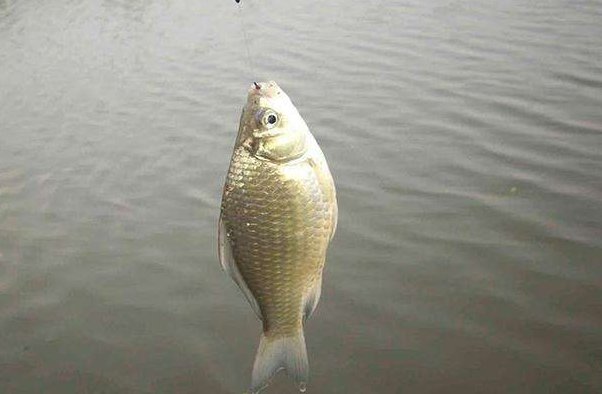 垂钓水库河流有哪些讲究，野钓高手告诉你关键技巧