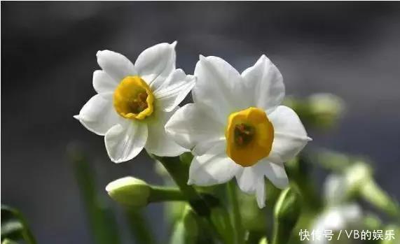 几种很耐寒的花,在冬天依旧开花美艳