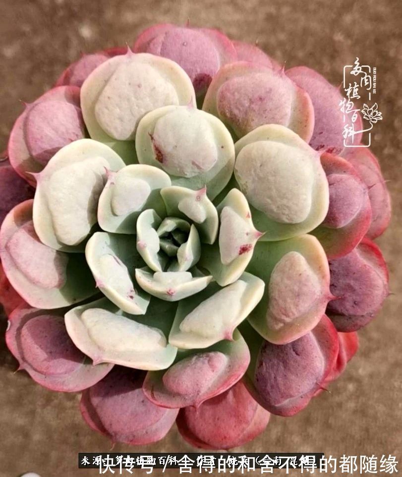 生活的本质就是爱,喜悦,和平!养多肉的快乐是金钱买不到的!