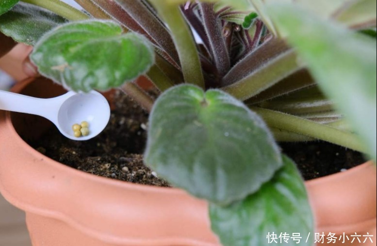 盆栽|养花施肥有技巧,不想烧根、烧叶或没效果,先在这学学吧