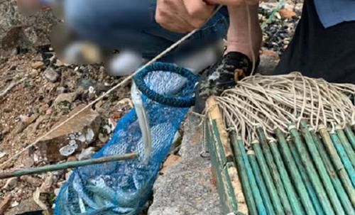 渔民|此鱼嘴巴尖细,很难钓到,聪明的渔民有办法放“针良船”