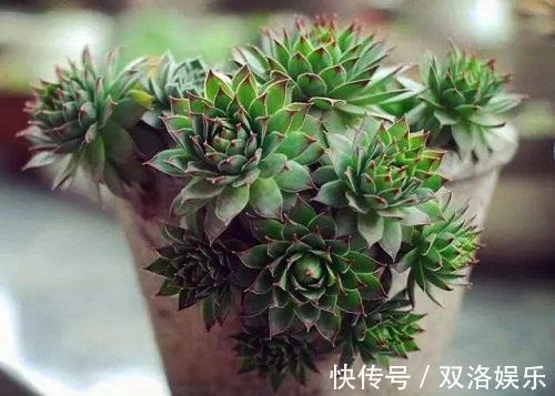 植株|这种多肉样子像莲花，做好这4点，安全过夏还能“爆盆”