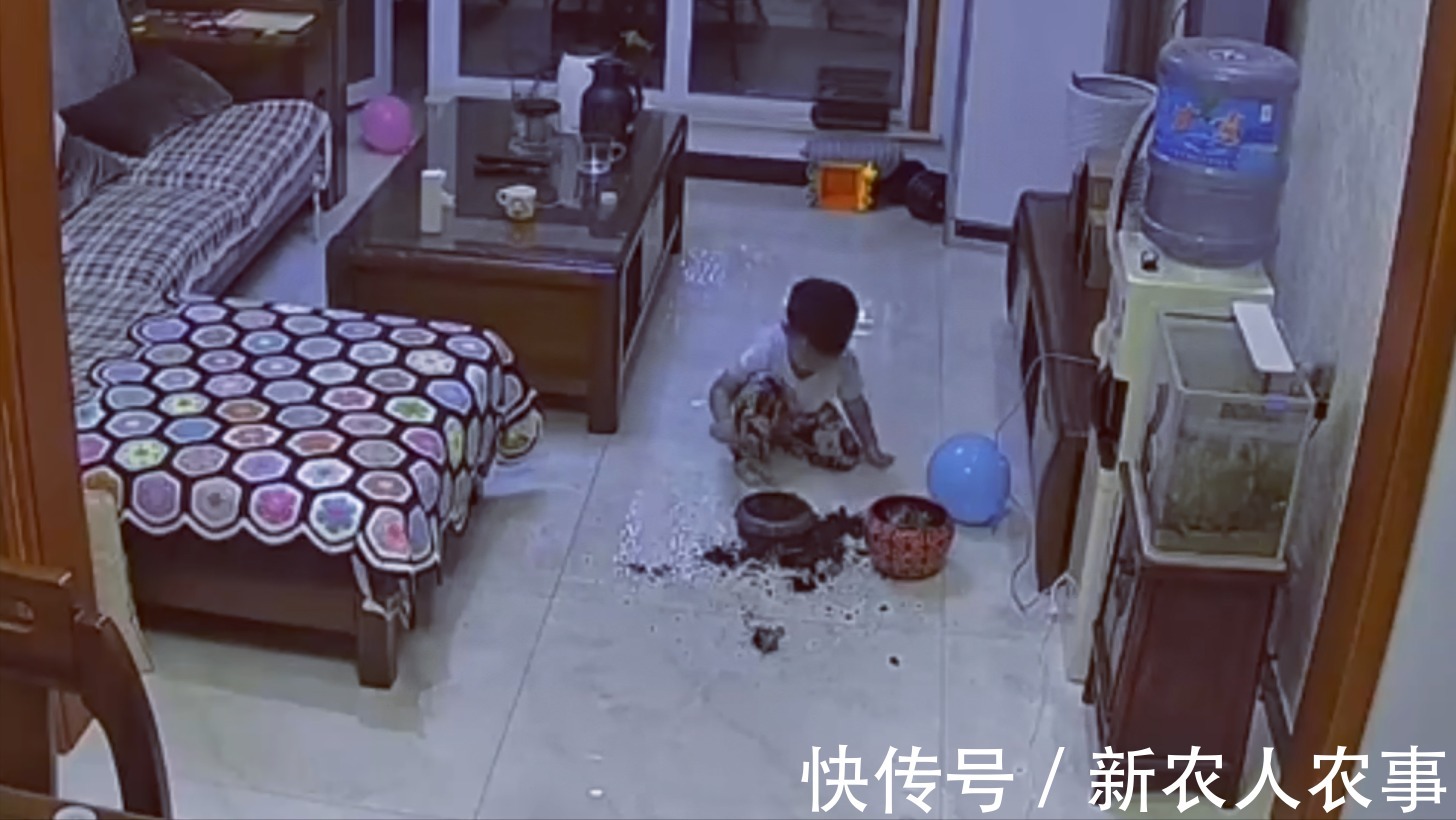 萌娃|河北一萌娃火了,犯了错直接脱裤子躺沙发上等待惩罚!网友:惯犯