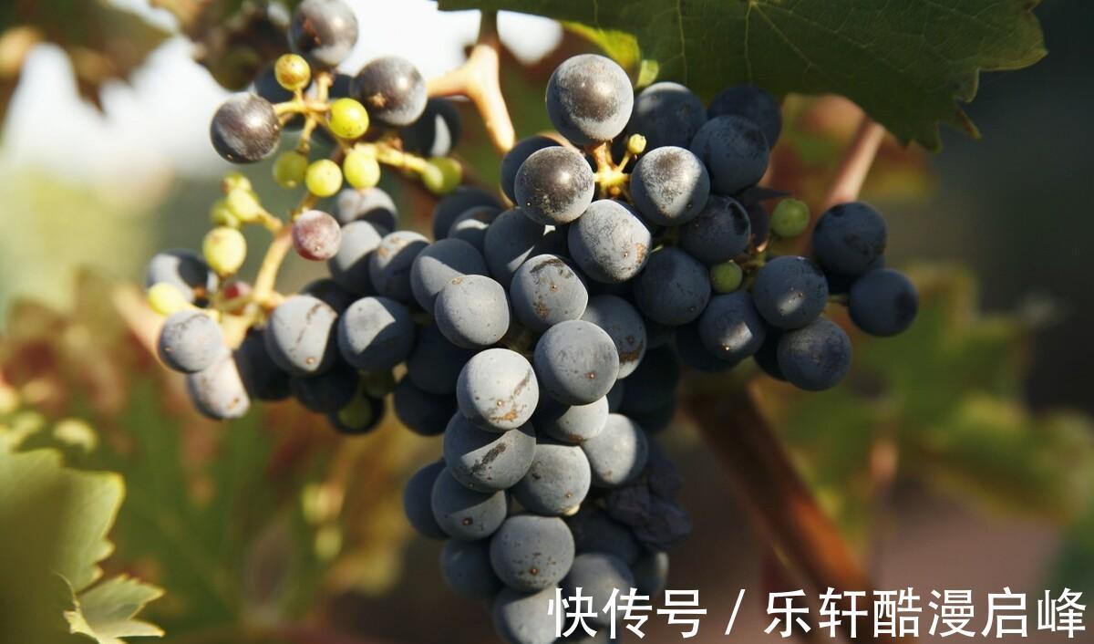 搅拌均匀|中秋来临,这8种“秋果”要多吃,家人团圆必备,降燥润肺两不误