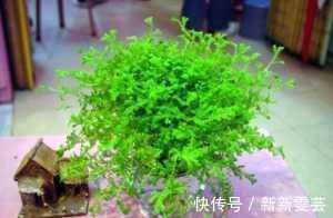 花卉|5种东西扔盆底，盆土疏松又透气，花卉越长越旺，不烂根
