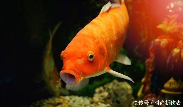 视频|鱼爱吃什么,真的能拍下来假的,钓鱼类的吃播更不可信