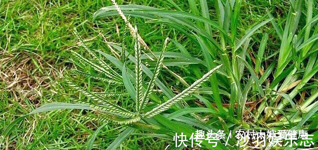 子宫|天热女性多吃此“清理子宫王”，清理子宫细菌，防子宫炎，排湿气