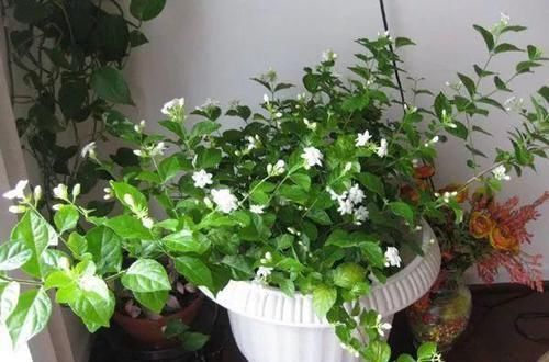 茉莉花有“3怕”,不知情的话,就会黄叶和落花,您别忽视