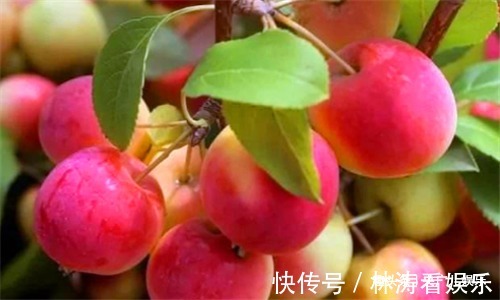 红豆杉|女性若爱美,常吃4种食物,改善皮肤,养阴平肝,清理子宫垃圾