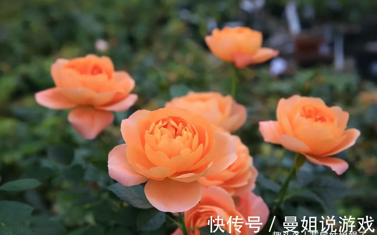 值得入手的11种月季，漂亮又好养，四季开花不断，阳台秒变花园