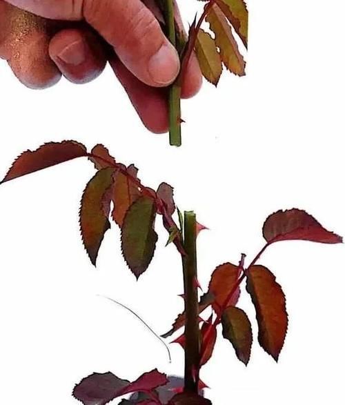 月季花株型总是长不好?学会正确的打顶方法株型长的正!