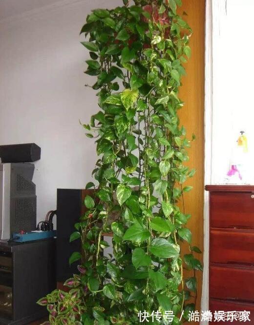 叶片|绿萝越养越小改3个毛病,一会“绿瀑布”,一会“绿萝墙”