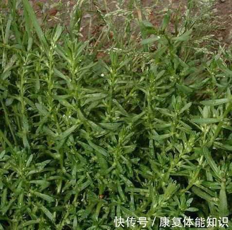 山中这种“植物”,以前当粮食,如今才知是“接骨草”,珍贵!