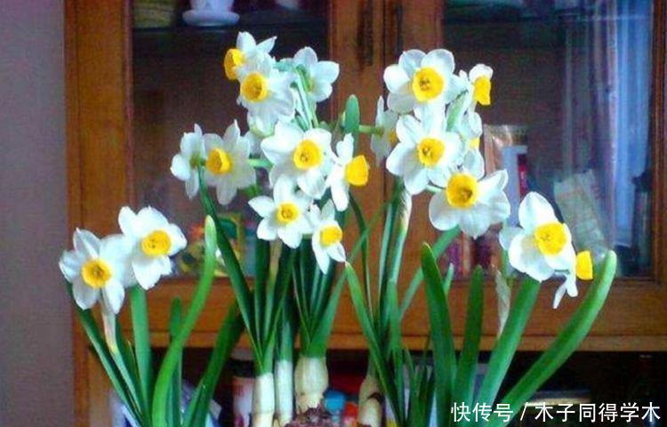 观赏价值|几款艳丽的花卉，漂亮又好闻，养几盆家里变花海！