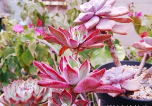 多肉|多肉养成猪肝色怎么办?掌握好些方法,来年就不会重蹈覆辙了